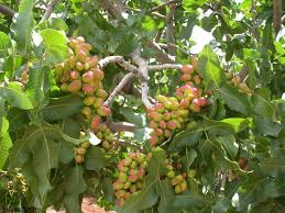خرید پسته کله قوچی